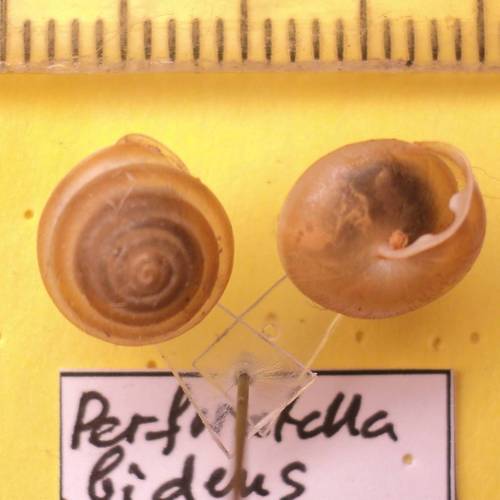 Perforatella bidentata