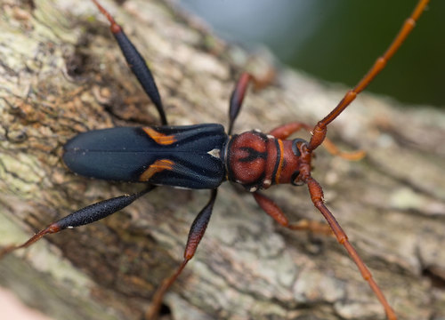 Compsomera elegantissima