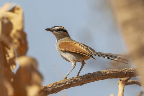 Black-crowned Tchagra