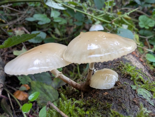 porcelain mushroom