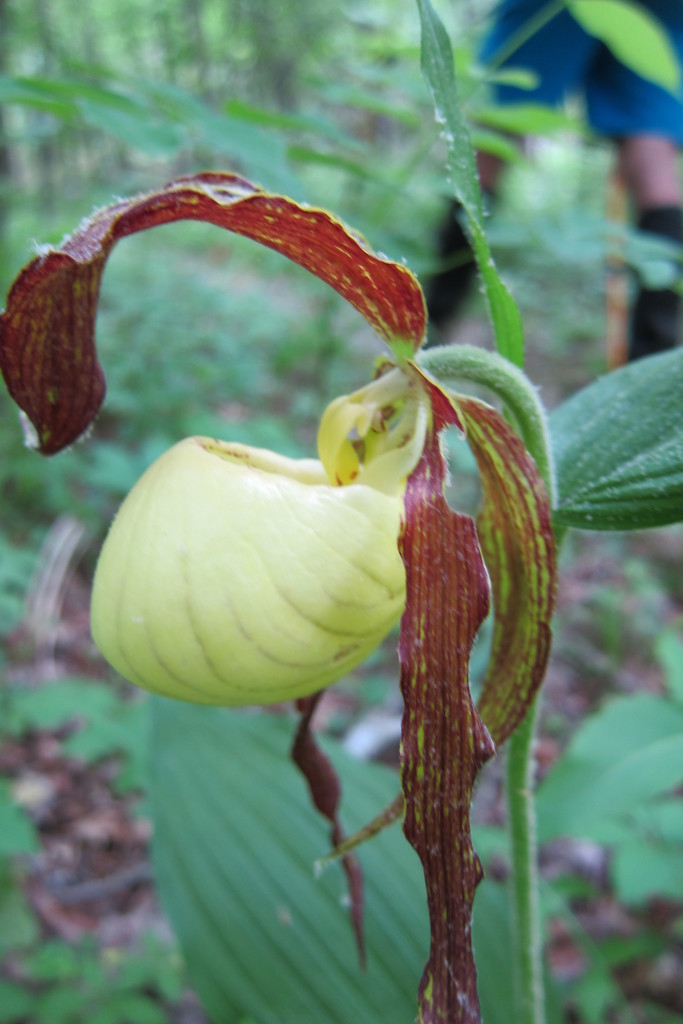 Kentucky Lady s Slipper Cypripedium kentuckiense iNaturalist