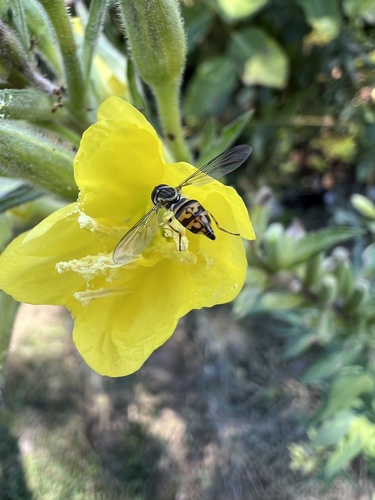 Unknown species found near United States