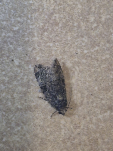 Iambiodes nyctostola
