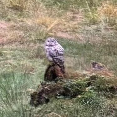 View observation of {o.common_name} on iNaturalist