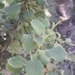 Berberis rotundifolia - Photo (c) Rogers Concha, todos los derechos reservados, uploaded by Rogers Concha