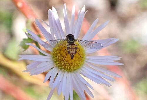 Unknown species found near Hancock County, US-ME, US