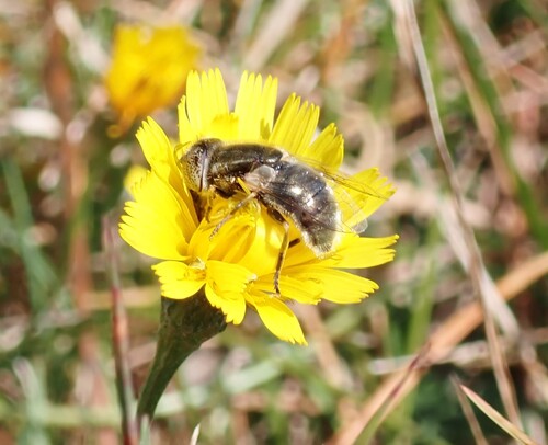 Unknown species found near Hancock County, US-ME, US
