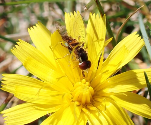 Unknown species found near Hancock County, US-ME, US