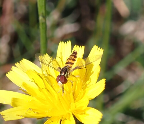 Unknown species found near Hancock County, US-ME, US
