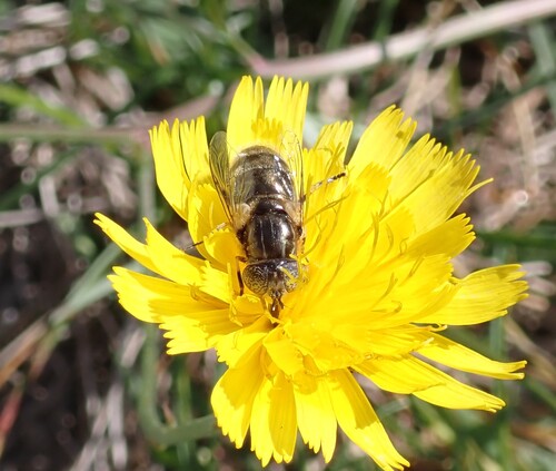 Unknown species found near Hancock County, US-ME, US