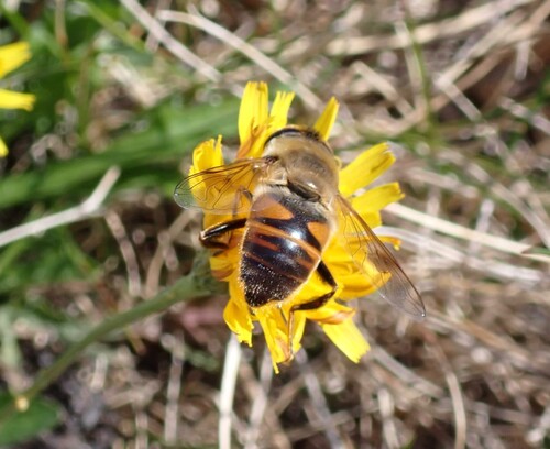 Unknown species found near Hancock County, US-ME, US
