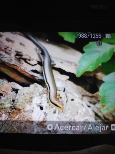 Southern Sierra Madre Skink (Marisora aquilonaria)