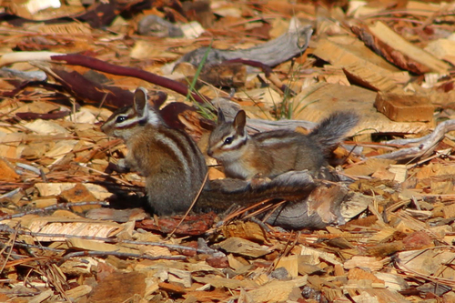 Long-eared Chipmunk observed by goosed_up