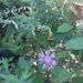 spotted knapweed from Titusville, NJ 08560, USA on October 05, 2025 at 10:50 AM by Dent