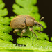 Mullein Weevil - Photo (c) Clarence Holmes, all rights reserved, uploaded by Clarence Holmes