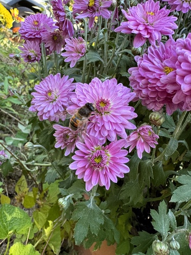 Unknown species found near Windy Ridge Rd, Warren, CT, US