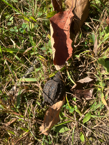 Chelydra serpentina