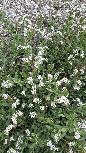 iNaturalist observation photo of alkali heliotrope