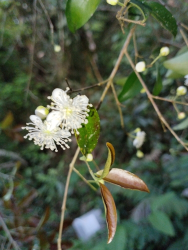 Eugenia rotundicosta