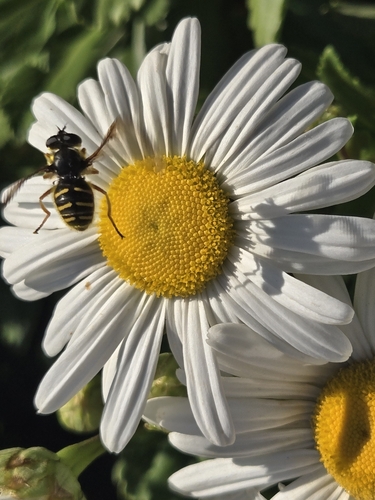 Unknown species found near Searingtown, NY, USA