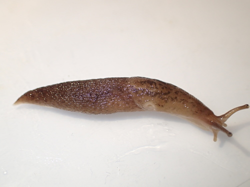 Striped Garden Slug