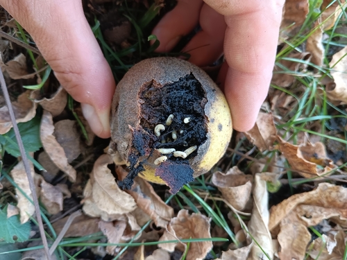 Unknown species found near Northwoods, IL 60185, USA