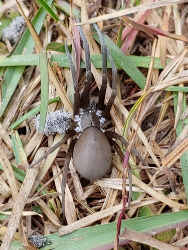 Southern House Spider