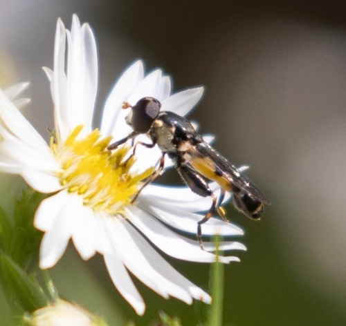 Unknown species found near Rye, NH 03870, USA