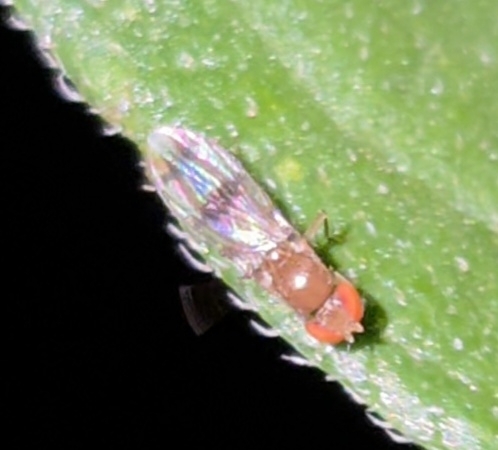 Unknown species found near Morristown, Tennessee, EE. UU.