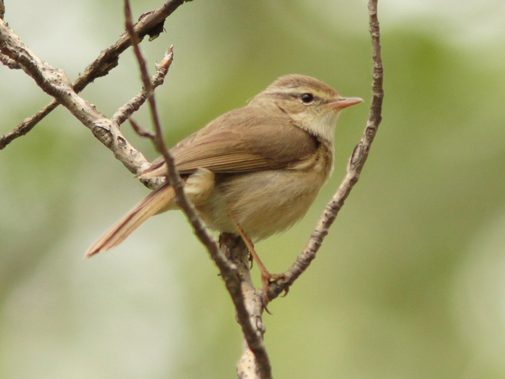 Yellow-streaked Warbler photo