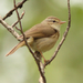 Yellow-streaked Warbler - Photo (c) David Beadle, all rights reserved, uploaded by David Beadle