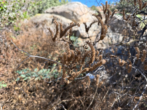 Branching Phacelia winter