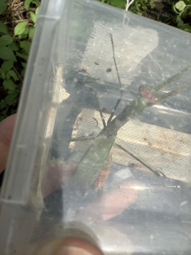 Chinese Mantis