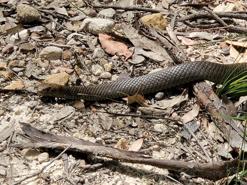 Eastern Brown Snake sighting