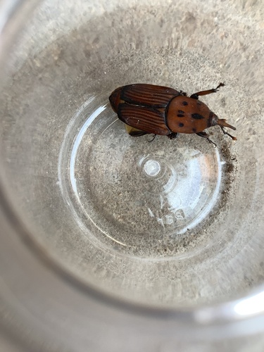 Red Palm Weevil