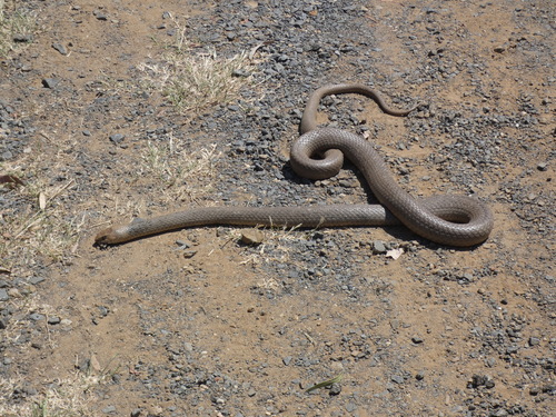 Eastern Brown Snake sighting