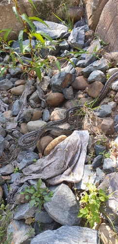 Coastal Carpet Python sighting