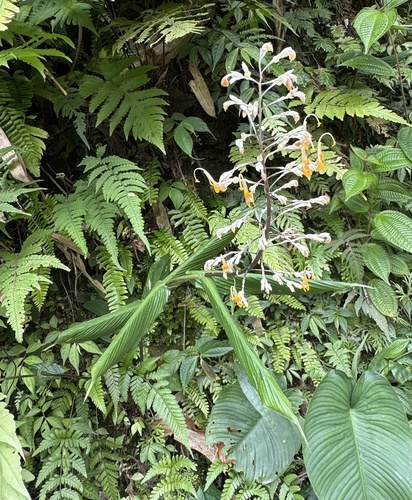 Globba maculata