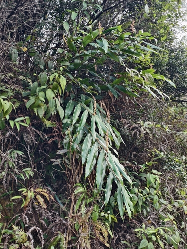 Hedychium villosum