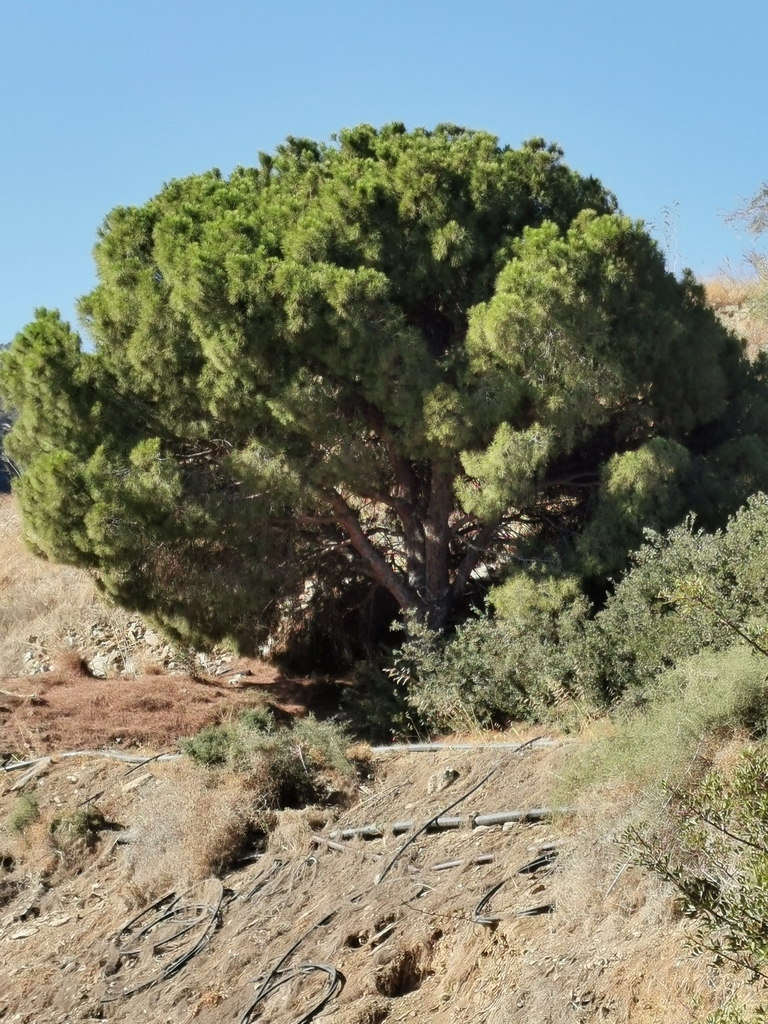 Pinus pinea