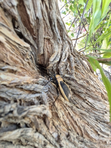 Millipede Assassin