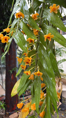 Dendrobium chrysanthum