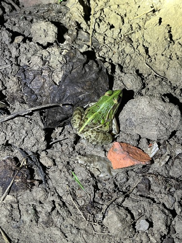 Black-spotted Frog
