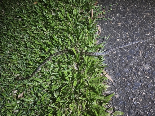 Spotted Python sighting