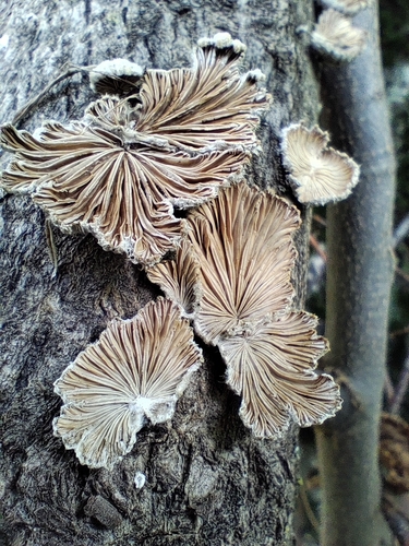 splitgill mushroom