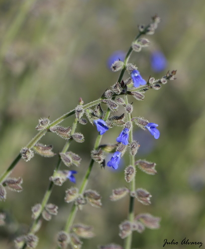 River sage