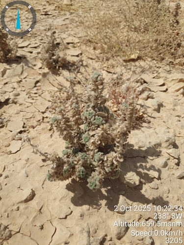 Desert Nettle