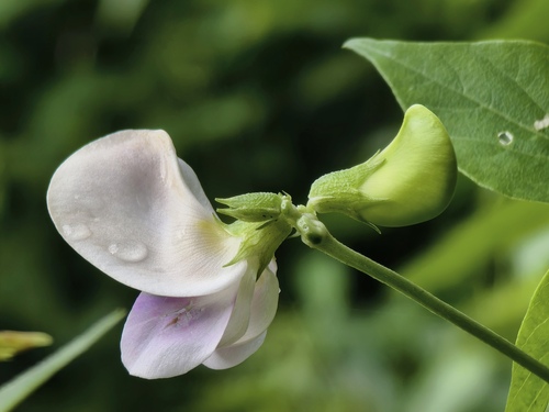 Wild Cow Pea