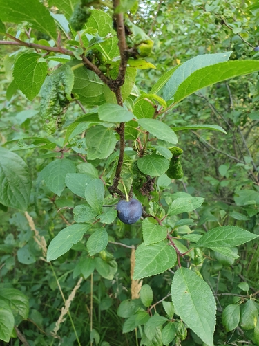 Наблюдение на iNaturalist