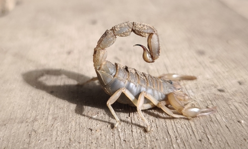 Androctonus dekeyseri